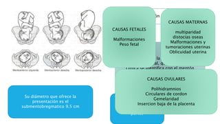 La presentación de cara
El punto guía de la presentación es la
línea mediofacial, que en la practica
clínica se identifica con el mentón
Su diámetro que ofrece la
presentación es el
submentobregmatico 9.5 cm
Representa el 0.1 a
0.3% de todos los
partos
CAUSAS FETALES
Malformaciones
Peso fetal
CAUSAS MATERNAS
multiparidad
distocias oseas
Malformaciones y
tumoraciones uterinas
Oblicuidad uterina
CAUSAS OVULARES
Polihidramnios
Circulares de cordon
Gemelaridad
Insercion baja de la placenta
 