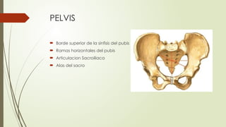 PELVIS
 Borde superior de la sinfisis del pubis
 Ramas horizontales del pubis
 Articulacion Sacroiliaca
 Alas del sacro
 