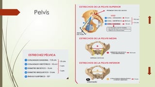 Pelvis
 