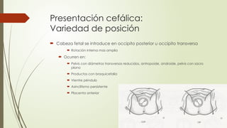 Presentación cefálica:
Variedad de posición
 Cabeza fetal se introduce en occipito posterior u occipito transversa
 Rotación interna mas amplia
 Ocurren en:
 Pelvis con diámetros transversos reducidos, antropoide, androide, pelvis con sacro
plano
 Productos con braquicefalia
 Vientre péndulo
 Asinclitismo persistente
 Placenta anterior
 