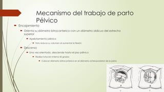 Mecanismo del trabajo de parto
Pélvico
 Encajamiento
 Orienta su diámetro bitrocanterico con un diámetro oblicuo del estrecho
superior
 Apelotamiento pélvico
 Feto reduce su volumen al aumentar la flexión
 Descenso
 Una vez orientado, desciende hasta el piso pélvico
 Realiza rotación interna 45 grados
 Colocar diámetro bitrocanterico en el diámetro anteroposterior de la pelvis
 