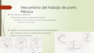 Mecanismo del trabajo de parto
Pélvico
 Al continuar el descenso
 Se encaja el hombro anterior en el sub pubis,
 Desliza el hombro posterior en el sacro hasta que se desprende
 Saliendo el hombro anterior
 Posterior se encuentra el encajamiento de la cabeza fetal
 Conjugando diámetro occipitofrontal en el diámetro
Oblicuo contrario de la pelvis
 