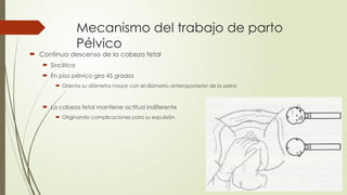 Mecanismo del trabajo de parto
Pélvico
 Continua descenso de la cabeza fetal
 Sinclitica
 En piso pélvico gira 45 grados
 Orienta su diámetro mayor con el diámetro anteroposterior de la pelvis
 La cabeza fetal mantiene actitud indiferente
 Originando complicaciones para su expulsión
 
