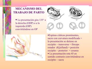 MECANISMO DEL
TRABAJO DE PARTO
• La presentación gira 135° a
la derecha (ODP) o a la
izquierda (OIP)
convirtiéndose en OP
•Espinas ciáticas prominentes,
sacro con curvatura modificada =
la presentación se detiene en
occipito – transversa = fórceps
rotador (Kjielland) = posición
occipito – posterior = cesarea
• La presentación rota 45 en
sentido contrario convirtiéndose en
occipíto – sacra
 