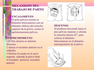 MECANISMO DEL
TRABAJO DE PARTO
ENCAJAMIENTO
El polo pélvico orienta su
diámetro bitrocantereo con un
diámetro oblicuo del estrecho
superior de la pelvis, ocurre el
apelotonamiento pélvico
DESCENSO
El producto desciende hasta el
piso pélvico materno y efectúa
la rotación interna 45°, para
colocar el diámetro
bitrocantereo en el diámetro
anteroposterior de la pelvis
DESPRENDIMIENTO
1.El feto alcanza su máximo
descenso
2.Apoya el trocánter anterior en el
subpubis
3.Desliza el cuerpo en el sacro
materno saliendo la pelvis fetal
4.Trocánter posterior, trocánter
anterior
 