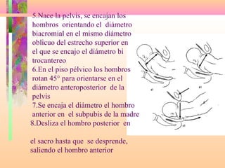 5.Nace la pelvis, se encajan los
hombros orientando el diámetro
biacromial en el mismo diámetro
oblicuo del estrecho superior en
el que se encajo el diámetro bi
trocantereo
6.En el piso pélvico los hombros
rotan 45° para orientarse en el
diámetro anteroposterior de la
pelvis
7.Se encaja el diámetro el hombro
anterior en el subpubis de la madre
8.Desliza el hombro posterior en
el sacro hasta que se desprende,
saliendo el hombro anterior
 