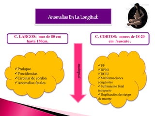 C. CORTOS: menos de 18-20
cm /ausente .
C. LARGOS: mas de 80 cm
hasta 150cm.
Anomalías En La Longitud:
PP
DPNI
RCIU
Malformaciones
congénitas
Sufrimiento fetal
intraparto
Duplicación de riesgo
de muerte
Prolapso
Procidencias
Circular de cordón
Anomalías fetales
 