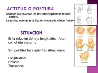 Relación que guardan los distintos segmentos fetales
entre si.
La actitud normal es la flexión moderada o hiperflexión.
SITUACION
Es la relación del eje longitudinal fetal
con el eje materno
Son posibles las siguientes situaciones:
Longitudinal
Oblicua
TransversaObstetricia Williams, 21 Edición Cunningham, Gant, Leveno.
McGrawHill
 