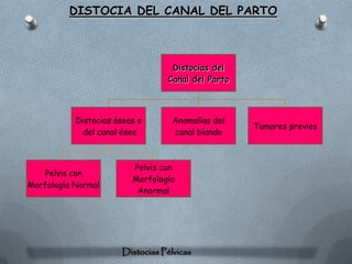 DISTOCIA DEL CANAL DEL PARTO



                                  Distocias del
                                 Canal del Parto



           Distocias óseas o       Anomalías del
                                                   Tumores previos
             del canal óseo        canal blando



                         Pelvis con
   Pelvis con
                         Morfología
Morfología Normal
                          Anormal




                      Distocias Pélvicas
 