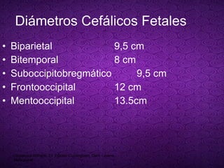 Diámetros Cefálicos Fetales Biparietal  9,5 cm Bitemporal 8 cm  Suboccipitobregmático  9,5 cm  Frontooccipital 12 cm Mentooccipital 13.5cm Obstetricia Williams, 21  Edición Cunningham, Gant, Leveno. McGrawHill 