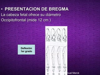 PRESENTACION DE BREGMA   La cabeza fetal ofrece su diámetro  Occipitofrontal (mide 12 cm ) Deflexión 1er grado Manual Merck 