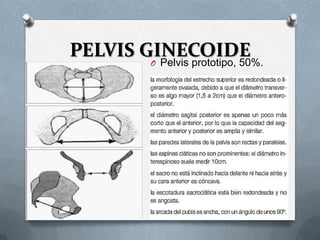 PELVIS GINECOIDEO Pelvis prototipo, 50%.
 