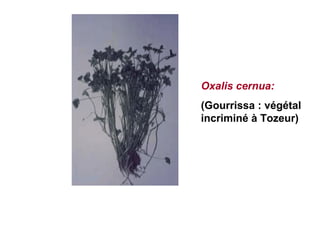 Oxalis cernua:
(Gourrissa : végétal
incriminé à Tozeur)
 