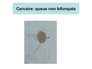 Cercaire: queue non bifurquée
 