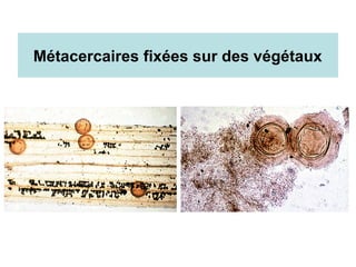 Métacercaires fixées sur des végétaux
 