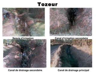 Tozeur




   Seguia d’irrigation         Canal d’irrigation secondaire




Canal de drainage secondaire      Canal de drainage principal
 