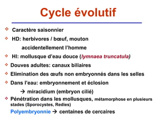 Cycle évolutif
 Caractère saisonnier
   HD: herbivores / bœuf, mouton
         accidentellement l’homme
   HI: mollusque d’eau douce (lymnaea truncatula)
   Douves adultes: canaux biliaires
   Elimination des œufs non embryonnés dans les selles
   Dans l’eau: embryonnement et éclosion
        miracidium (embryon cilié)
   Pénétration dans les mollusques, métamorphose en plusieurs
    stades (Sporocystes, Redies)
    Polyembryonnie  centaines de cercaires
 