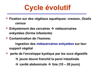 Cycle évolutif
   Fixation sur des végétaux aquatiques: cresson, Oxalis
        cernua
   Enkystement des cercaires  métacercaires
    enkystées (forme infestante)
   Contamination de l’homme:
       ingestion des métacercaires enkystées sur leur
    support végétal
   perte de l’enveloppe kystique par les sucs digestifs
        jeune douve franchit la paroi intestinale
        cavité abdominale  foie (10 – 20 jours)
 