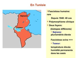 En Tunisie
                          Fasciolose    humaine:
                          rare
   Sejnane
                                 Depuis 1940: 40 cas
                             Polymorphisme clinique
                             Deux foyers:
Tozeur
                               (biotopes différents)
                                Sejnane:

                               pluviométrie élevée

                               Fasciolose ovine +++
                                  Tozeur:
                               température élevée
                               humidité permanente
                               dans les oasis
 