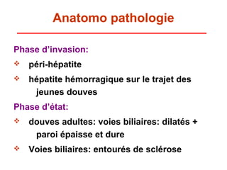 Anatomo pathologie

Phase d’invasion:
   péri-hépatite
   hépatite hémorragique sur le trajet des
     jeunes douves
Phase d’état:
   douves adultes: voies biliaires: dilatés +
     paroi épaisse et dure
   Voies biliaires: entourés de sclérose
 