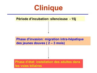 Clinique
Période d’incubation: silencieuse - 15j




Phase d’invasion: migration intra-hépatique
des jeunes douves ( 2 – 3 mois)




Phase d’état: installation des adultes dans
les voies biliaires
 