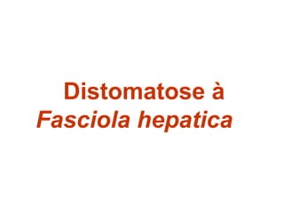 Distomatose à
Fasciola hepatica
 