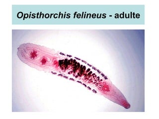 Opisthorchis felineus - adulte
 