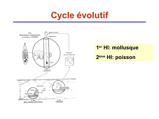 Cycle évolutif


           1er HI: mollusque
           2ème HI: poisson
 