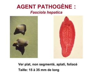 AGENT PATHOGÈNE :
       Fasciola hepatica




Ver plat, non segmenté, aplati, foliacé
Taille: 15 à 35 mm de long
 