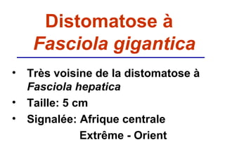 Distomatose à
   Fasciola gigantica
• Très voisine de la distomatose à
  Fasciola hepatica
• Taille: 5 cm
• Signalée: Afrique centrale
             Extrême - Orient
 