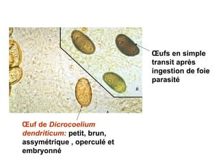 Œufs en simple
                             transit après
                             ingestion de foie
                             parasité




Œuf de Dicrocoelium
dendriticum: petit, brun,
assymétrique , operculé et
embryonné
 