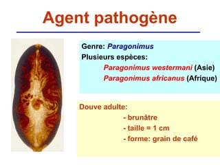Agent pathogène
    Genre: Paragonimus
    Plusieurs espèces:
          Paragonimus westermani (Asie)
          Paragonimus africanus (Afrique)


    Douve adulte:
                - brunâtre
                - taille = 1 cm
                - forme: grain de café
 