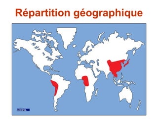 Répartition géographique
 