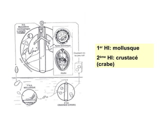 1er HI: mollusque
2ème HI: crustacé
(crabe)
 