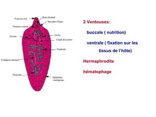 2 Ventouses:

 buccale ( nutrition)

 ventrale ( fixation sur les
       tissus de l’hôte)

Hermaphrodite

hématophage
 