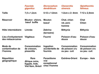 Fasciola           Dicrocoelium      Clonorchis       Opisthorchis
                     gigantica          dendriticum       sinensis         felineus

Taille               7,5 x 1,2cm        5-12 x 1-2mm      1-2cm x 2- 4mm   7-12 x 2,5mm


Réservoir            Mouton chèvre, Mouton                Chat, chien      Chat
                     bœuf buffle    boeuf                 rat, porc        Chien
                                                          homme
Hôte intermédiaire   Limnée             Zebrina           Bithynia         Bithynia
                                        (terrestre)
Lieu d’enkystement   Végétaux           Fourmi            Poisson d’eau    Poisson d’eau
des métacercaires                                         douce            douce


Mode de              Consommation       Ingestion         Consommation     Consommation
contamination de     de cresson,        accidentelle de   de poisson cru   de poisson cru
l’homme              pissenlits         fourmis           ou peu cuit      ou peu cuit


Répartition                Rare         Parasitisme       Extrême-Orient   Europe - Asie
géographique         Afrique noire,     vrai
                     Egypte, Inde,      exceptionnel
                     Viet Nam, Brésil   chez l’homme
 