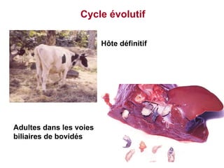 Cycle évolutif

    Hôte définitif
                         Hôte définitif




Adultes dans les voies
biliaires de bovidés
 