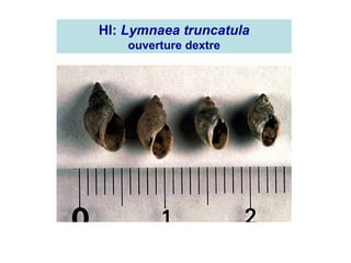 HI: Lymnaea truncatula
    ouverture dextre
 