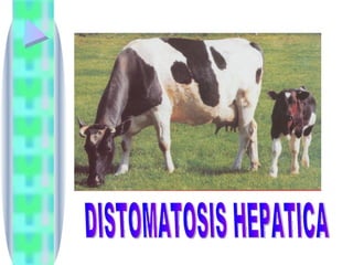 DISTOMATOSIS HEPATICA 