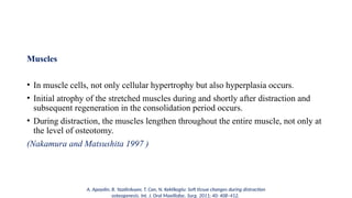 Muscles
• In muscle cells, not only cellular hypertrophy but also hyperplasia occurs.
• Initial atrophy of the stretched muscles during and shortly after distraction and
subsequent regeneration in the consolidation period occurs.
• During distraction, the muscles lengthen throughout the entire muscle, not only at
the level of osteotomy.
(Nakamura and Matsushita 1997 )
A. Apaydin, B. Yazdirduyev, T. Can, N. Keklikoglu: Soft tissue changes during distraction
osteogenesis. Int. J. Oral Maxillofac. Surg. 2011; 40: 408–412.
 