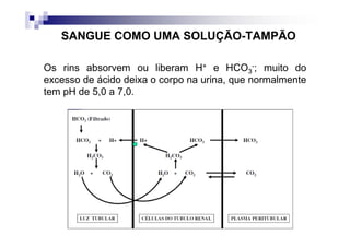 SANGUE COMO UMA SOLUÇÃO-TAMPÃO

Os rins absorvem ou liberam H+ e HCO3-; muito do
excesso de ácido deixa o corpo na urina, que normalmente
tem pH de 5,0 a 7,0.
 
