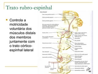 Trato rubro-espinhal 
 Controla a 
motricidade 
voluntária dos 
músculos distais 
dos membros 
juntamente com 
o trato córtico-espinhal 
lateral 
 