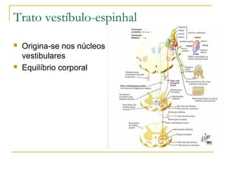 Trato vestíbulo-espinhal 
 Origina-se nos núcleos 
vestibulares 
 Equilíbrio corporal 
 