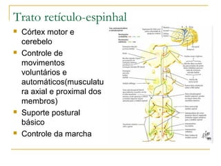 Trato retículo-espinhal 
 Córtex motor e 
cerebelo 
 Controle de 
movimentos 
voluntários e 
automáticos(musculatu 
ra axial e proximal dos 
membros) 
 Suporte postural 
básico 
 Controle da marcha 
 