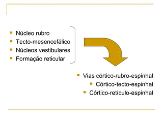  Núcleo rubro 
 Tecto-mesencefálico 
 Núcleos vestibulares 
 Formação reticular 
 Vias córtico-rubro-espinhal 
 Córtico-tecto-espinhal 
 Córtico-retículo-espinhal 
 