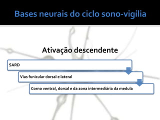 SARD
Vias funicular dorsal e lateral
Corno ventral, dorsal e da zona intermediária da medula
Ativação descendente
 