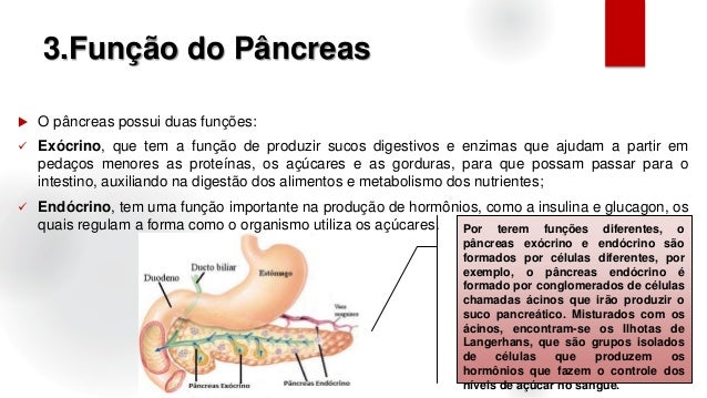 Funções Do Pâncreas E Enzimas Pancreáticas – Estrich Mobil