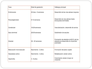 Fase Edad de gestación Hallazgo principal
Embrionaria 26 días - 6 semanas Desarrollo de las vías aéreas mayores
Pseudoglandular 6-12 semanas
Desarrollo de vías aéreas hasta
bronquiolos terminales
Canalicular 16-28 semanas Vascularización, desarrollo de acinos
Saco terminal 28-36 semanas Subdivisión de saculos
Alveolar 36 - 40 semanas
Formación de alvéolos (el 85 % de los
alvéolos se desarrolla en el período
postnatal)
Maduración microvascular Nacimiento - 2 años Formación del plexo capilar
Hiperplasia activa Nacimiento - 3 años Multiplicación celular activa
Hipertrofia 3 - 8 años
Crecimiento celular (mayor al
corporal)
 