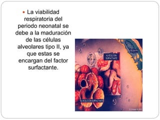  La viabilidad
respiratoria del
periodo neonatal se
debe a la maduración
de las células
alveolares tipo II, ya
que estas se
encargan del factor
surfactante.
 
