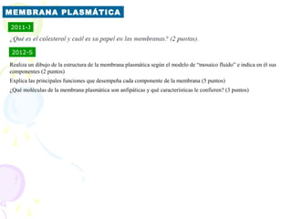 MEMBRANA PLASMÁTICA
2011-J



 2012-S

Realiza un dibujo de la estructura de la membrana plasmática según el modelo de “mosaico fluido” e indica en él sus
componentes (2 puntos)
Explica las principales funciones que desempeña cada componente de la membrana (5 puntos)
¿Qué moléculas de la membrana plasmática son anfipáticas y qué características le confieren? (3 puntos)
 